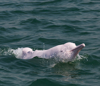 香港の中国白イルカ