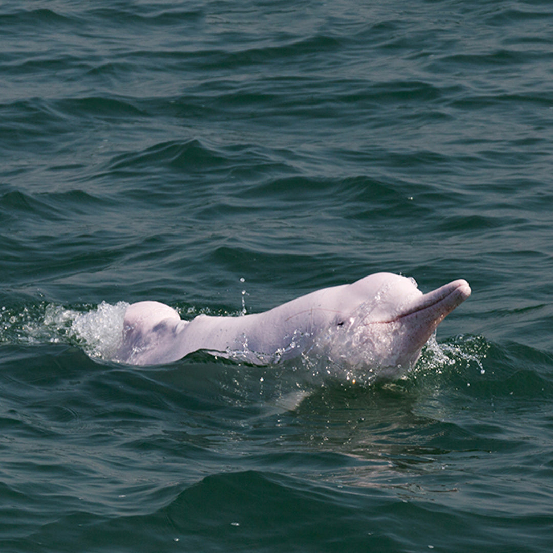 Chinese White Dolphins in Hong Kong