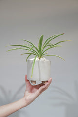 Spider Plant (Round pot)