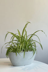 Spider Plant (Oval shape pot - Large)
